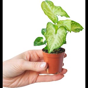 PLNTS - Baby Syngonium White Butterfly - Kamerplant - Kweekpot 6 cm - Hoogte 10 cm