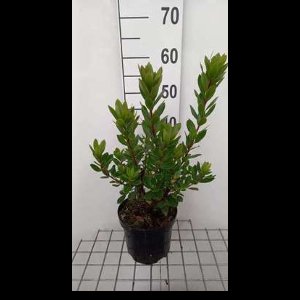 Arbutus unedo 'Compacta' - Aardbeiboom 30- 40 cm in pot