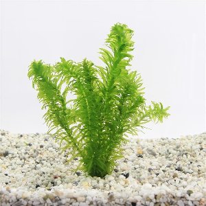 Moerings Elodea Densa | Waterpest | in Terracotta Pot