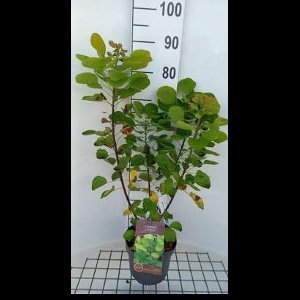 2 x Cotinus cogg. 'Golden Spirit'® ( 'ancot'®) - Pruikenboom 50- 60 cm in pot