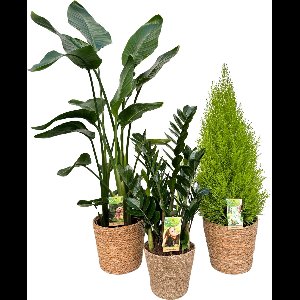 Strelitzia Nicolai Ø21 & Zamioculcas Zamiifolia (ZZ Plant) Ø17 & Cupressus Ø21 with Natural Basket, 80-120cm hoogte, siermand, air purifying, kamerplanten, Inclusief mand, easy to care for, echte planten, geweldig cadeau-idee, great gift idea