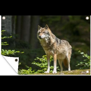 Muurdecoratie Wolf - Bos - Dieren - 180x120 cm - Tuinposter - Tuindoek - Buitenposter
