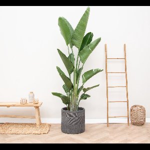 Strelitzia Augusta multi stam XXL hoogte 225cm potmaat 45cm