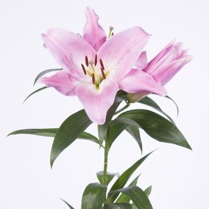 10x Lelie tabledance 80cm