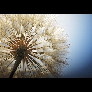 Fotobehang - Vlies Behang - Paardenbloem van Dichtbij - 312 x 219 cm