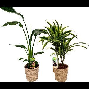 Strelitzia Nicolai & Dracena Lemon Lime with Natural Basket, pot maat Ø17, 70-90cm hoogte, siermand, air purifying, kamerplanten, Inclusief mand, easy to care for, echte planten, geweldig cadeau-idee, great gift idea