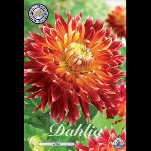 Dutch Finest Quality bloembollen - Dahlia Deco. Akita x 1 I .s 1 bloembol / knol / stronk - kleur rood - hoogte 90 cm