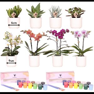 Kolibri Creatives | Verfpakket voor het schilderen van 8 bloempotten + orchideeën en succulenten | voor minimaal 4 personen | Creatieve visionair