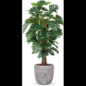 Kunstplant Monstera in planter ball Rib ivoor H170 cm