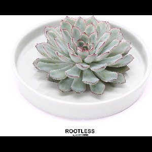 ROOTLESS Echeveria groen – vetplant - saliegroen pot 20 cm - ZERO water