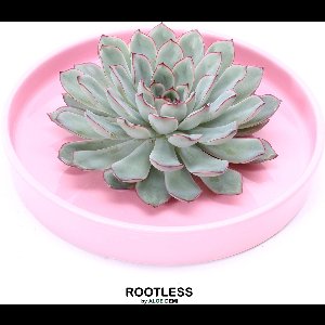 ROOTLESS Echeveria groen, roze rand – vetplant - zacht roze pot 20 cm - ZERO water