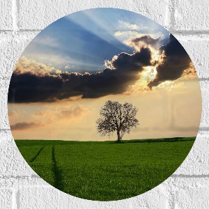WallClassics - Muursticker Cirkel - Boom in Weiland met Zon achter Wolken - 30x30 cm Foto op Muursticker