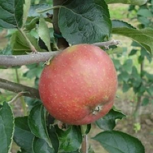 Malus D. 'Reinette De France' - Appel Boom - Halfstam 150cm Blote Wortel