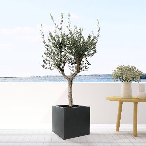 Olijfboom - Olea Europaea Cultivo hoogte 190cm potmaat 45cm