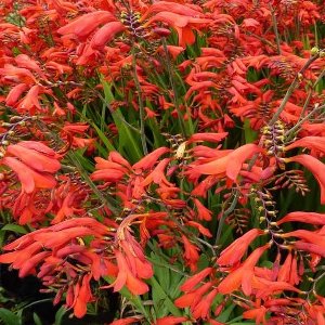 6x Montbretia - Crocosmia ‘Emberglow’ - Pot 9x9cm