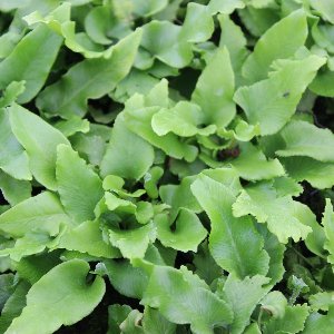 6x Gekrulde tongvaren - Asplenium scolopendrium 'Cristatum' - Pot 9x9cm