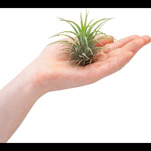PLNTS - Baby Tillandsia Ionantha (Luchtplantje) - Kamerplant - Stekplantje 2 cm - Hoogte 5 cm