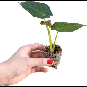 PLNTS - Baby Alocasia Regal Shield - Kamerplant - Stekplantje 2 cm - Hoogte 12 cm