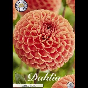 Dutch Finest Quality bloembollen -Dahlia Pompon Cornel Brons x 1 I .s - 1 bloembol / knol / stronk - kleur rood - hoogte 80 cm