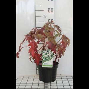 2 x Hydrangea querc. 'Ice Crystal'® - Eikenblad Hortensia 30- 40 cm in pot