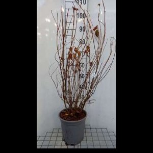 2 x Weigela hybr. 'Styriaca' - Weigela, Weigelia 60- 80 cm in pot