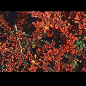 2 x Berberis thunbergii - Japanse Zuurbes , Gewone Japanse Zuurbes 40- 60 cm in pot