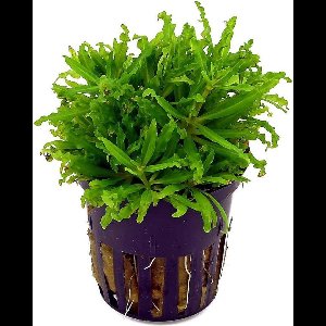 Moerings - 6x POGOSTEMON HELFERI