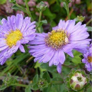 6x Aster amellus 'Rudolf Goethe' - Zomeraster - Pot 9x9 cm