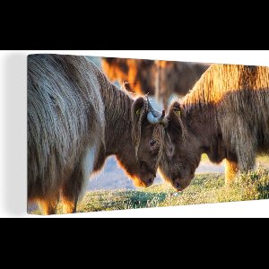 Canvas schilderij 160x80 cm - Wanddecoratie Schotse Hooglanders - Dieren - Zon - Muurdecoratie woonkamer - Slaapkamer decoratie - Kamer accessoires - Schilderijen