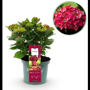 Green boutiQ - Terrasplant - Hortensia - Hydrangea Magical Teusday & Saphire - Rood - 6-10 Bloemen - Pot 23cm Hoogte 55cm