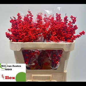 10x Ilex verticillata 70cm