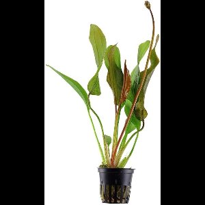 Moerings Echnodorus Red Diamond in 5 cm pot - Rood