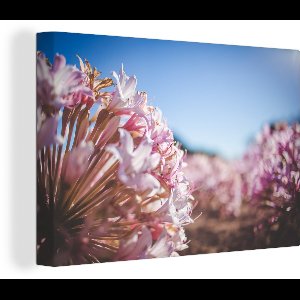 Canvas Schilderij Roze bloemen van nabij - 30x20 cm - Wanddecoratie