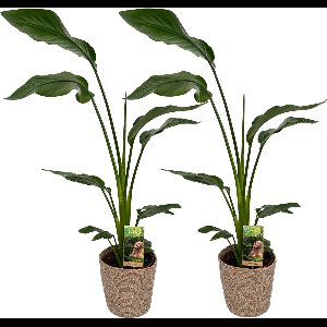 2 x Strelitzia Nicolai with Natural Basket, pot maat Ø17, 80-100cm hoogte, kamerplanten, Inclusief mand, easy to care for, echte planten, geweldig cadeau-idee, great gift idea
