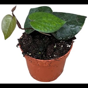 Piper Indonesian Green Kamerplant Potmaat Ø10,5 cm |Vers Van De Kweker