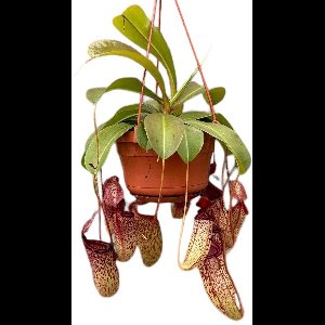 Nepenthes Monkey Jars Sam - Kamerplant - Vleesetende Plant - Potmaat Ø14 cm - Vers Van De Kweker