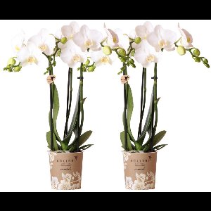 Kolibri Orchids | COMBI DEAL van 2 witte Phalaenopsis orchideeën - Amabilis - potmaat Ø9cm | bloeiende kamerplant - vers van de kweker