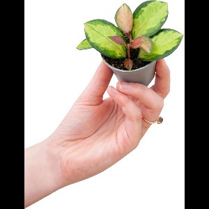 PLNTS - Baby Hoya Australis Lisa (Wasbloem) - Kamerplant - Kweekpot 6 cm - Hoogte 10 cm