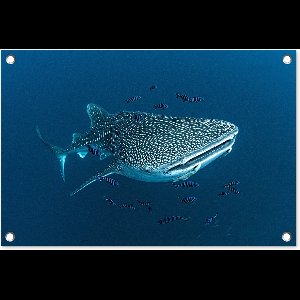 Tuindecoratie Een walvishaai met stippen - 60x40 cm - Tuinposter - Tuindoek - Buitenposter