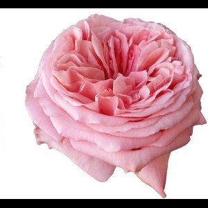 25x Rosa pink x-pression 60cm