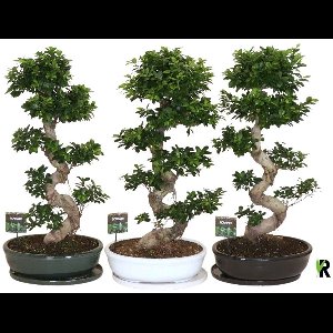 Ficus Microcarpa S-type in Groene keramiek ovaal schaal met schotel 110 cm – Kamerplant – Vers Van De Kweker – Potmaat Ø50 cm