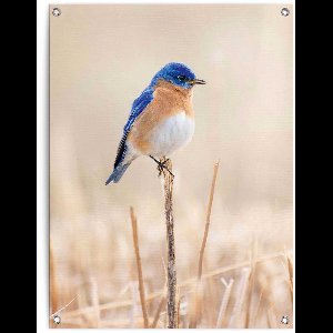 Tuinposter Blauw vogeltje - 80 x 60 - Canvas - REINDERS