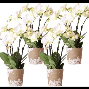 Kolibri Orchids | COMBI DEAL van 4 witte orchideeën - Ghent - potmaat Ø12cm | bloeiende kamerplant - vers van de kweker