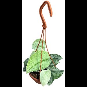 Scindapsus Silver Splash Hang Kamerplant Potmaat Ø14 cm |Vers Van De Kweker