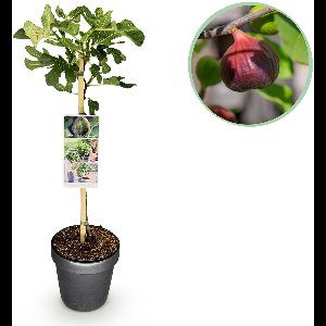 Green boutiQ - Tuinplant - Ficus carica Brown Turkey - Plant op stam - Terras Plant - Bladverliezend - Weinig Onderhoud - Pot 19cm Hoogte 90cm