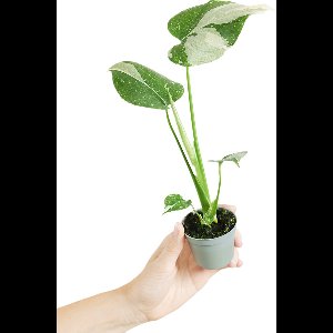 PLNTS - Baby Monstera Thai Constellation - Kamerplant - Kweekpot 6 cm - Hoogte 15 cm