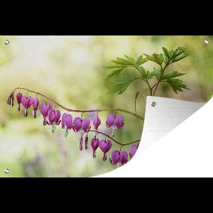 Tuinposters buiten Veel gebrokene hartjes aan de takken - 90x60 cm - Tuindoek