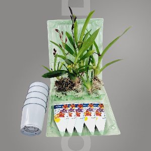 Orchidee plant - Mini - 5 stuks - Kamerplant voor binnen - Meerkleurig - Binnenplant