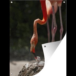 Tuinschilderij Flamingo die haar kuiken voert - 60x80 cm - Tuinposter - Tuindoek - Buitenposter