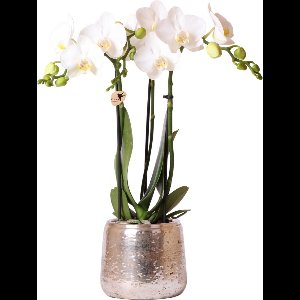 Kolibri Orchids | witte Phalaenopsis orchidee – Amabilis + Luxury sierpot zilver – potmaat Ø9cm – 40cm hoog | bloeiende kamerplant in bloempot - vers van de kweker